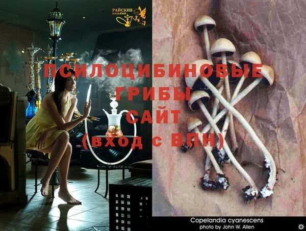 стафф Арсеньев